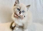 Eva - Ragdoll Kitten For Sale - Ocala&comma; FL&comma; US