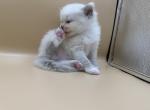 Blue Girl - Ragdoll Kitten For Sale - 