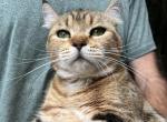 Gnocchi - Manx Cat For Sale - West Branch&comma; MI&comma; US