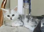 Litter U - Maine Coon Kitten For Sale - Jasper&comma; GA&comma; US