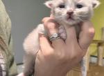 Mocha - Ragdoll Kitten For Sale - 