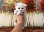 Scottish Straight Male White - Scottish Straight Kitten For Sale - Orlando&comma; FL&comma; US
