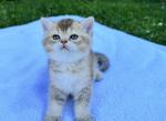 Ranger chinchilla - Scottish Straight Kitten For Sale - 