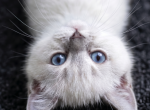 Ning - British Shorthair Kitten For Sale - Plano&comma; TX&comma; US