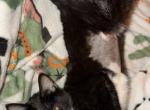 Knola - American Shorthair Cat For Sale - Phoenix&comma; AZ&comma; US