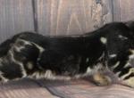 Luna - Bengal Kitten For Sale - GA&comma; US