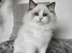 Afroditedolls Diamond - Ragdoll Kitten For Sale - Bradenton&comma; FL&comma; US