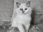 Afroditedolls Spin around Saturnus - Ragdoll Kitten For Sale - Bradenton&comma; FL&comma; US