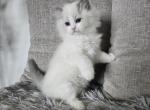 Afroditedolls Light on Venus - Ragdoll Kitten For Sale - Bradenton&comma; FL&comma; US