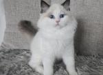 Afroditedolls Tiara - Ragdoll Kitten For Sale - Bradenton&comma; FL&comma; US