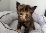 Giselle - Maine Coon Kitten For Sale - 
