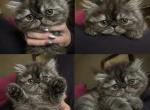 Baby Athena - Persian Kitten For Sale - Great Falls&comma; VA&comma; US