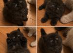 Baby Fuzz - Persian Kitten For Sale - Great Falls&comma; VA&comma; US