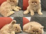 Baby Cream - Persian Kitten For Sale - Great Falls&comma; VA&comma; US