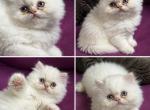 Baby Peace - Persian Kitten For Sale - Great Falls&comma; VA&comma; US