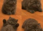 Baby Coal - Persian Kitten For Sale - 