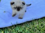 Snowy - Scottish Fold Kitten For Sale - 