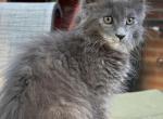 Fallon - Maine Coon Kitten For Sale - Monroeville&comma; PA&comma; US