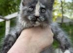 Freya - Maine Coon Kitten For Sale - 