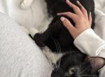 Mushu - Domestic Cat For Adoption - Manor&comma; TX&comma; US