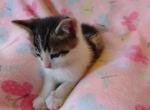 Hershey - Domestic Kitten For Sale - Lancaster&comma; PA&comma; US