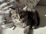 Bella - Domestic Kitten For Sale - Berlin&comma; CT&comma; US