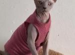 sphynx male cat - Sphynx Kitten For Sale - Miami&comma; FL&comma; US