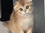 Mylo - Domestic Kitten For Adoption - Alpharetta&comma; GA&comma; US