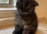 C - Scottish Fold Kitten For Sale - Bonney Lake&comma; WA&comma; US