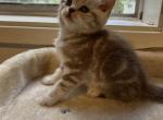 D - Scottish Straight Kitten For Sale - Bonney Lake&comma; WA&comma; US