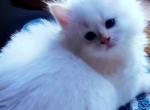 BEAU - Siberian Kitten For Sale - Eau Claire&comma; WI&comma; US