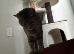 Salem - Domestic Cat For Adoption - San Marcos&comma; TX&comma; US