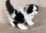 Duey - Persian Kitten For Sale - Willis&comma; TX&comma; US