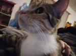 Penelope - Domestic Cat For Adoption - Southport&comma; IN&comma; US