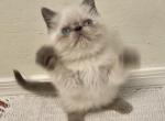 LEVI Blue Point - Exotic Kitten For Sale - Prescott Valley&comma; AZ&comma; US