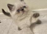 LEVI Blue Point - Exotic Kitten For Sale - Prescott Valley&comma; AZ&comma; US