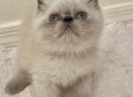 LEVI Blue Point - Exotic Kitten For Sale - Prescott Valley&comma; AZ&comma; US