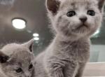Kitten To New Home - Russian Blue Kitten For Sale - Charlotte&comma; NC&comma; US