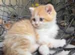 Rocky - Scottish Straight Kitten For Sale - New York&comma; NY&comma; US