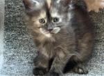 Sissy - Maine Coon Kitten For Sale - Redding&comma; CA&comma; US