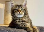 Dillon - Maine Coon Kitten For Sale - 