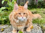 Marzipan - Maine Coon Kitten For Sale - 