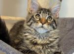 Adonis - Maine Coon Kitten For Sale - Seattle&comma; WA&comma; US