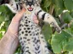 Blizzy - Savannah Kitten For Sale - Encinitas&comma; CA&comma; US