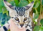 F2 Savannah hybrid Sling Bixby - Savannah Kitten For Sale - Encinitas&comma; CA&comma; US