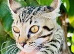 F3 Savannah mix - Savannah Kitten For Sale - Encinitas&comma; CA&comma; US