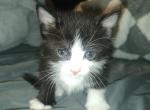 Mittens - Domestic Kitten For Sale - 