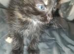 Manitas - Domestic Kitten For Sale - Phoenix&comma; AZ&comma; US