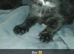 Mercy - Domestic Kitten For Sale - 