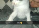 Vaquita - American Shorthair Kitten For Sale - 